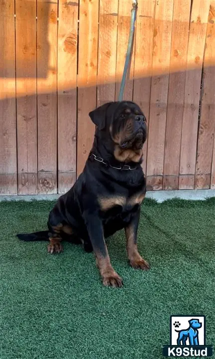 Rottweiler